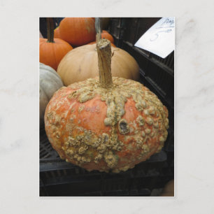 Warted Pumpkin Postkarte