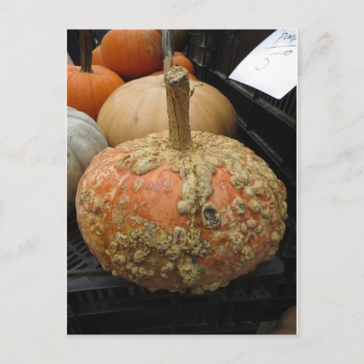 Warted Pumpkin Postkarte (Vorderseite)
