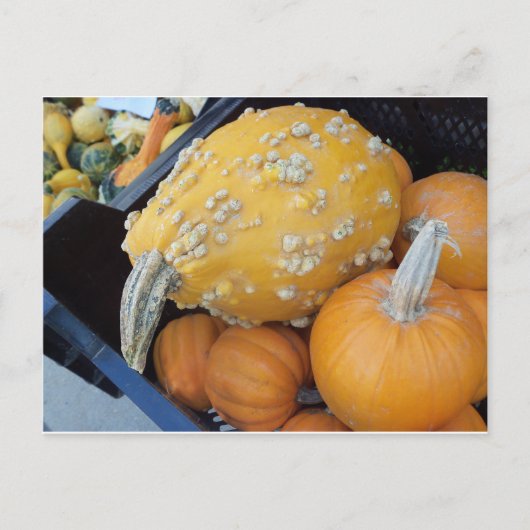 Warted Pumpkin Postkarte (Vorderseite)
