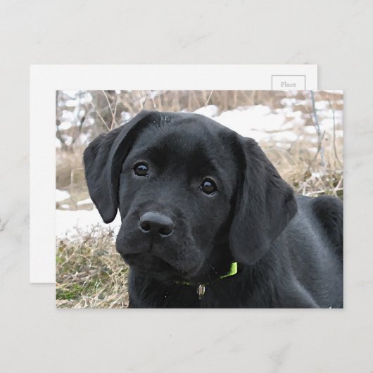 Wartefeder - Black Labrador Puppy - Black Lab Postkarte (Vorne/Hinten)