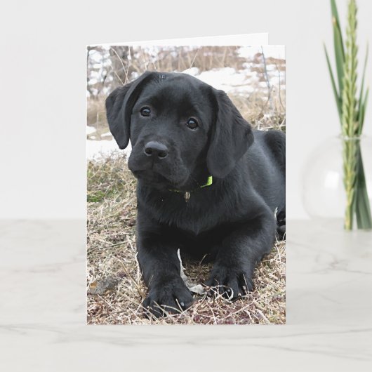 Wartefeder - Labrador Puppy - Schwarzes Labor Karte (Vorderseite)