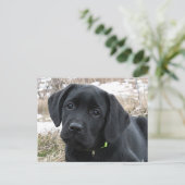 Wartefeder - Labrador Puppy - Schwarzes Labor Postkarte (Stehend Vorderseite)
