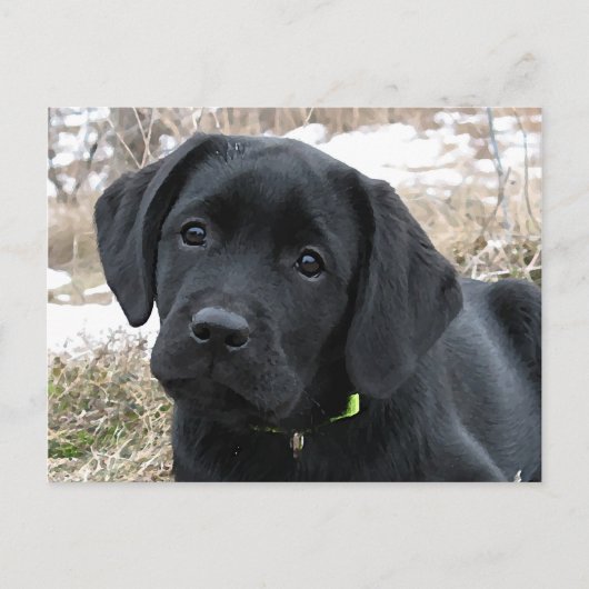 Wartefeder - Labrador Puppy - Schwarzes Labor Postkarte (Vorderseite)