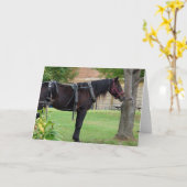 Warten Amish Horse Karte (Gelbe Blume)