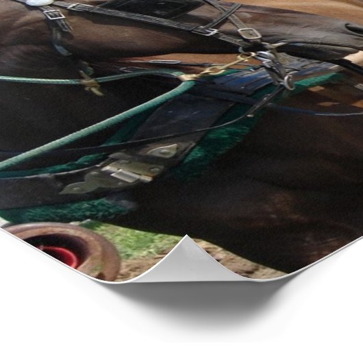 Warten Amish Horse Poster (Ecke)