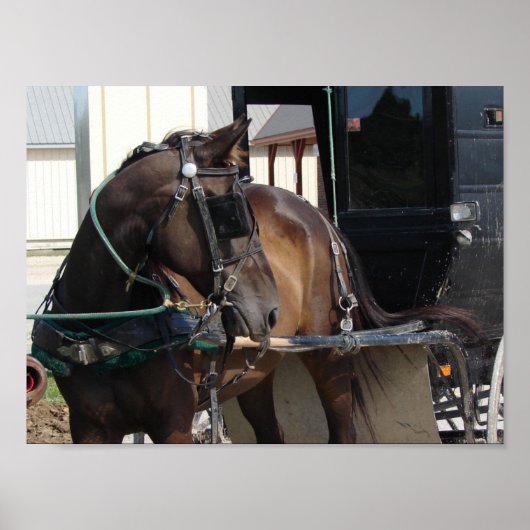 Warten Amish Horse Poster (Vorne)