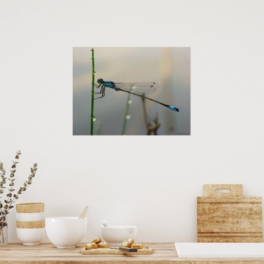 Warten, Blue Damselfly nah Poster (Küche)