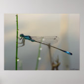 Warten, Blue Damselfly nah Poster (Vorne)