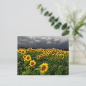 Warten, Sonnenblumenfeld, Sturmwolken Postkarte (Stehend Vorderseite)