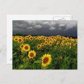 Warten, Sonnenblumenfeld, Sturmwolken Postkarte (Vorne/Hinten)