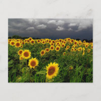 Warten, Sonnenblumenfeld, Sturmwolken