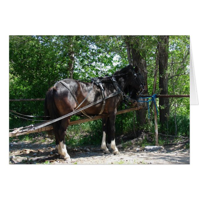 Wartend Pferd (Vorderseite (Horizontal))