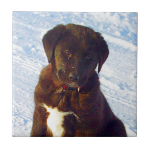 Wartete Schwarz-weißen Labrador-Welpen der Fliese