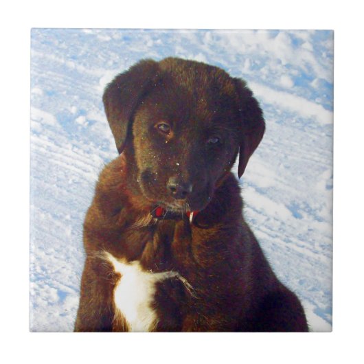 Wartete Schwarz-weißen Labrador-Welpen der Fliese (Vorderseite)