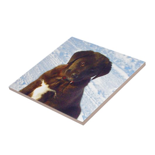 Wartete Schwarz-weißen Labrador-Welpen der Fliese (Seite)