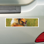 wartete Sie rauer Collie Autoaufkleber (Auf Auto)