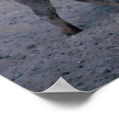 Warthog - Big Boar Poster (Ecke)