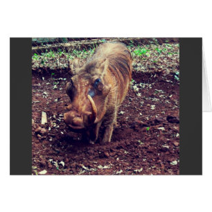 Warthog in Kenia