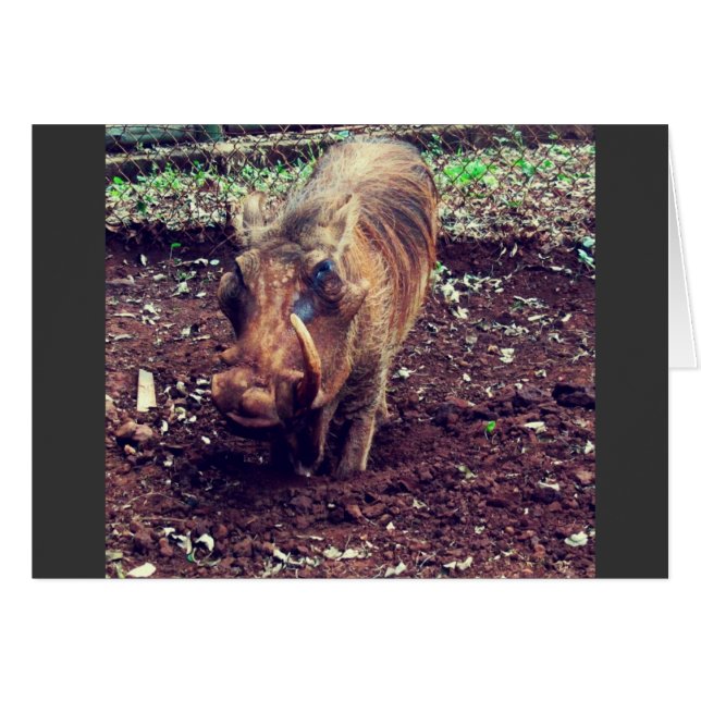 Warthog in Kenia (Vorderseite (Horizontal))