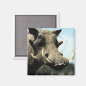 Warthog Nah-up Magnet (Vorderseite/Rückseite)