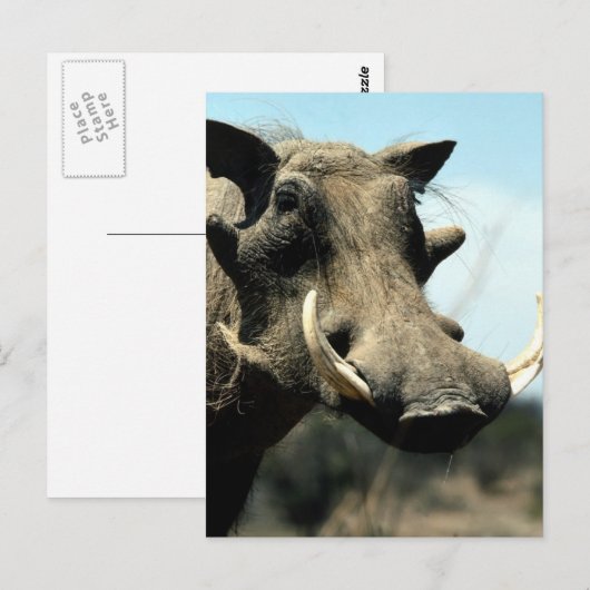 Warthog Nah-up Postkarte (Vorne/Hinten)