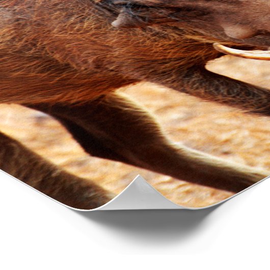 Warthog Poster (Ecke)