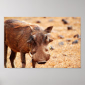 Warthog Poster (Vorne)