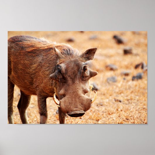 Warthog Poster (Vorne)