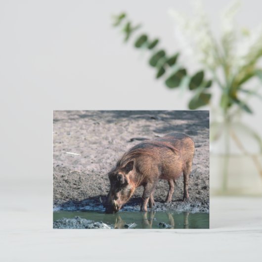 Warthog Postkarte (Stehend Vorderseite)