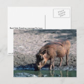 Warthog Postkarte (Vorne/Hinten)