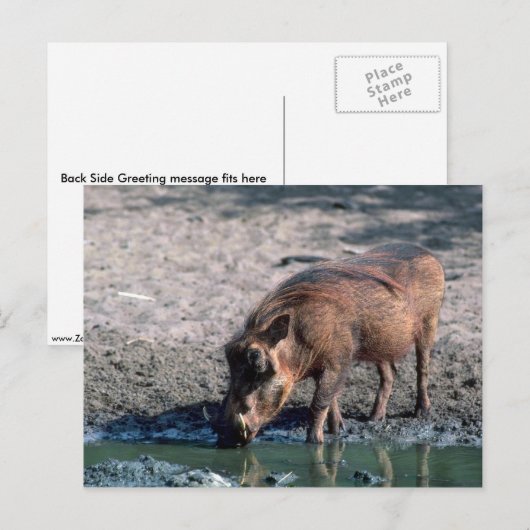Warthog Postkarte (Vorne/Hinten)