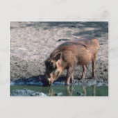 Warthog Postkarte (Vorderseite)