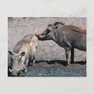 Warthogs - Boar (rechts) und Sauen (verlassen) Postkarte