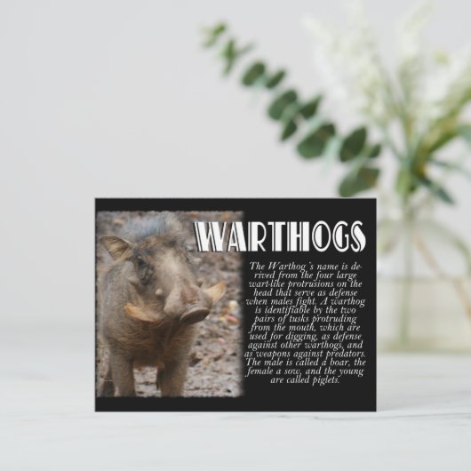 WARTHOGS mit Beschreibung Postkarte (Stehend Vorderseite)