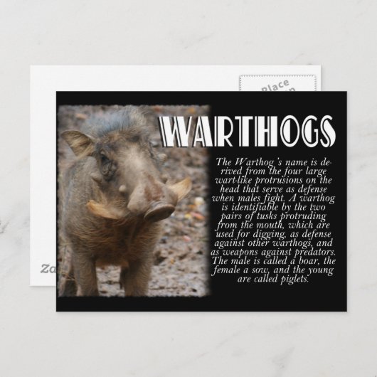 WARTHOGS mit Beschreibung Postkarte (Vorne/Hinten)