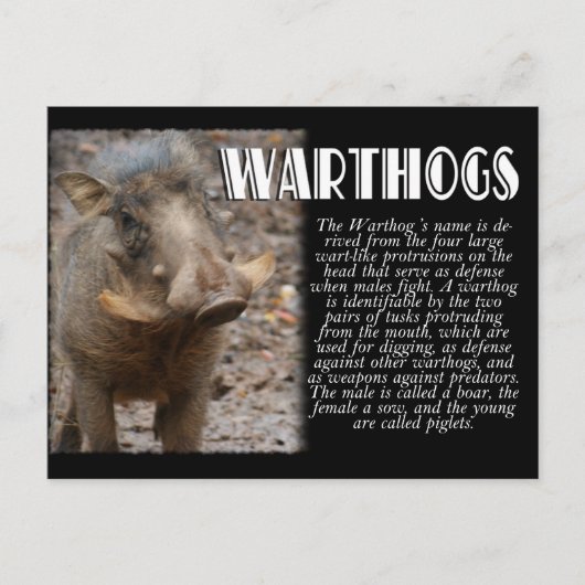 WARTHOGS mit Beschreibung Postkarte (Vorderseite)