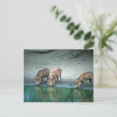 Warthogs Postkarte (Stehend Vorderseite)