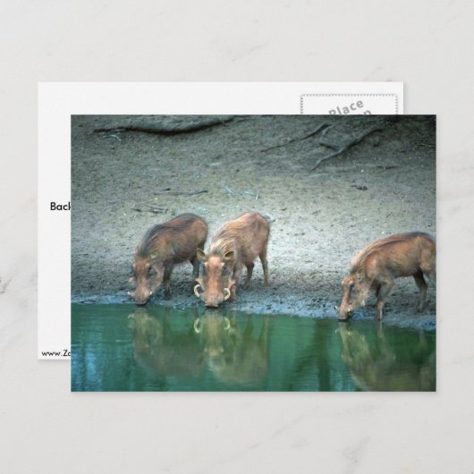 Warthogs Postkarte (Vorne/Hinten)