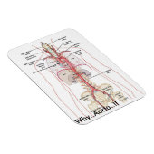 WARUM... Aorta..! Aortenanatomie Magnet (Rechte Seite)