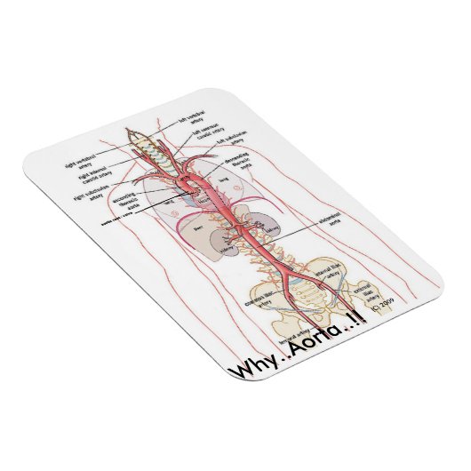 WARUM... Aorta..! Aortenanatomie Magnet (Rechte Seite)