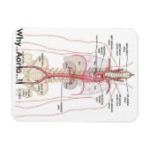 WARUM... Aorta..! Aortenanatomie Magnet (Horizontal)