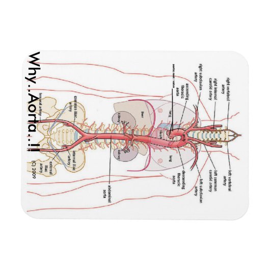 WARUM... Aorta..! Aortenanatomie Magnet (Horizontal)