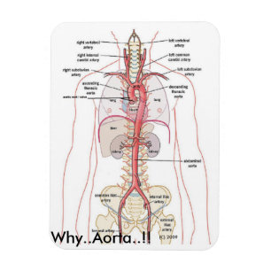 WARUM. Aorta.!! Aortenanatomie Magnet
