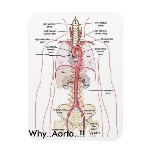 WARUM... Aorta..! Aortenanatomie Magnet (Vertikal)