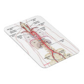 WARUM AORTA! Magnete (Rechte Seite)