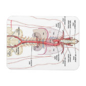 WARUM AORTA! Magnete (Horizontal)