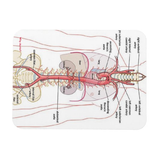 WARUM AORTA! Magnete (Horizontal)