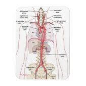 WARUM AORTA! Magnete (Vertikal)