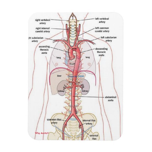 WARUM AORTA! Magnete (Vertikal)
