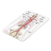 WARUM AORTA! Magnete (Linke Seite)